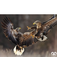 گونه عقاب دریایی دم سفید White tailed Eagle